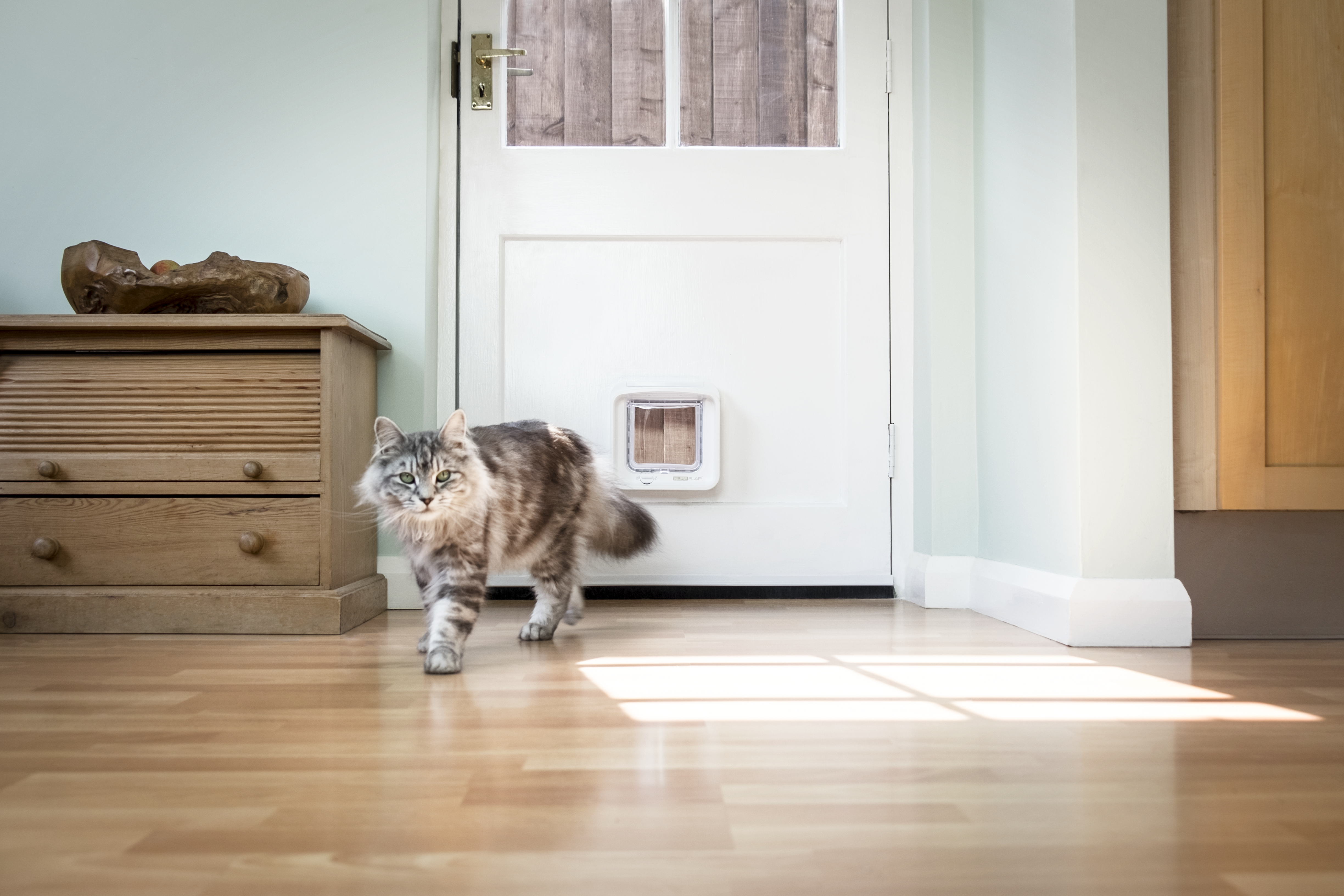 SureFlap_DualScan_Microchip_Cat_Flap_Dumbledore_Walking_Away_Wooden_Door
