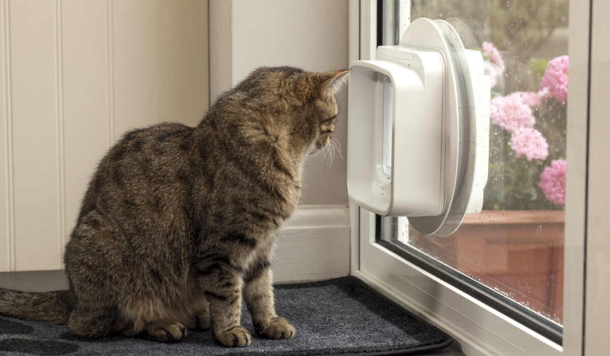 SureFlap_DualScan_Microchip_Cat_Flap_Hoshi_Looking_Out_Glass