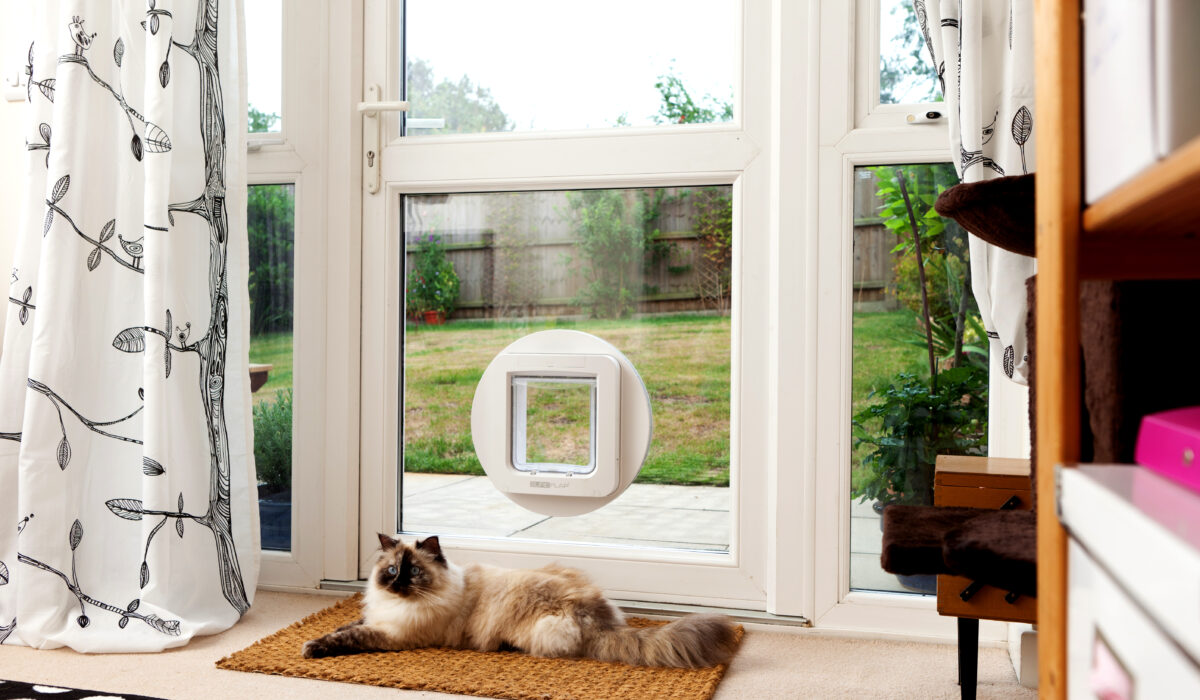 SureFlap_Microchip_Pet_Door_Lucy_Lying_Inside_Glass