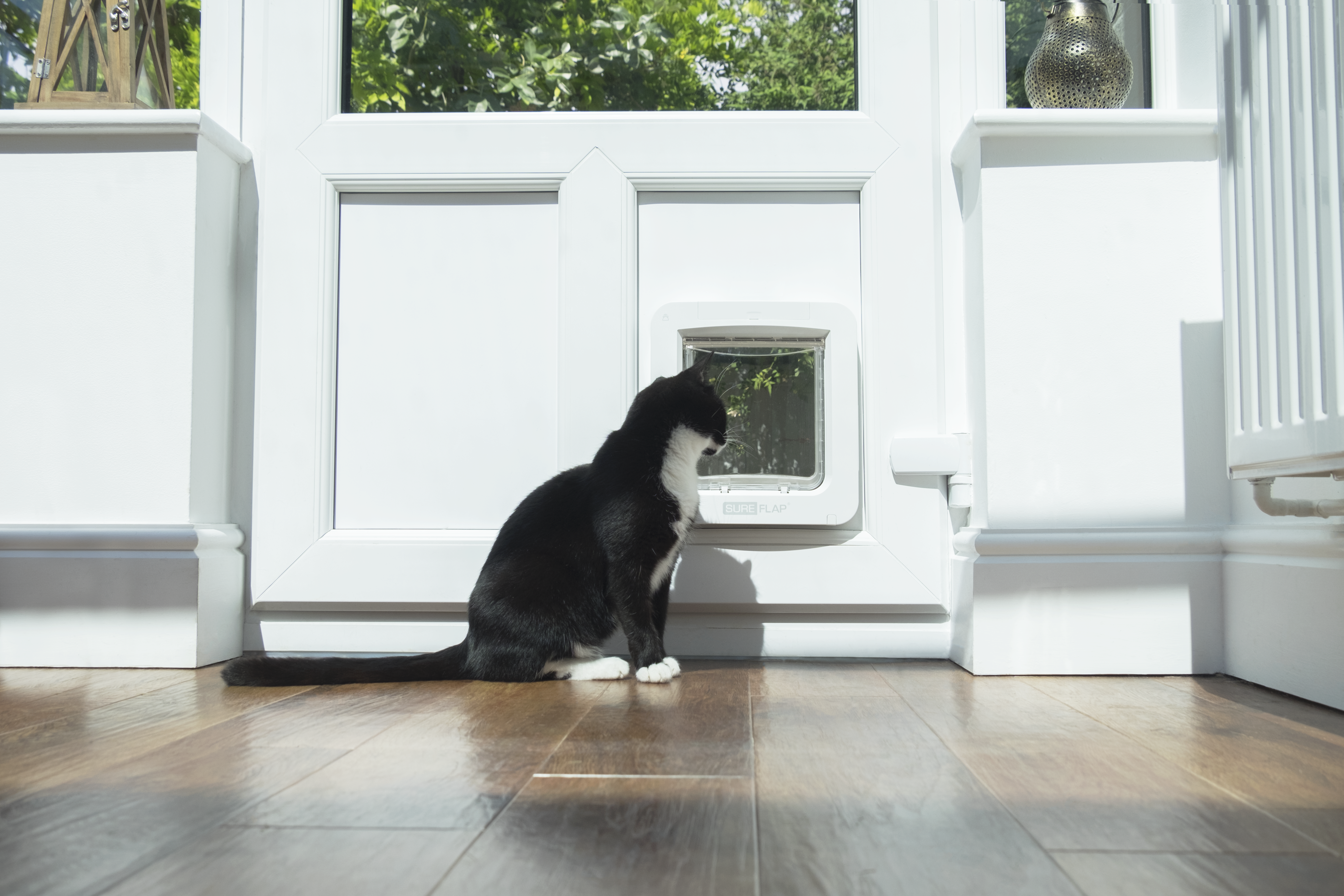Sure_Petcare_Pet_Door_Connect_Clara_Looking_Out